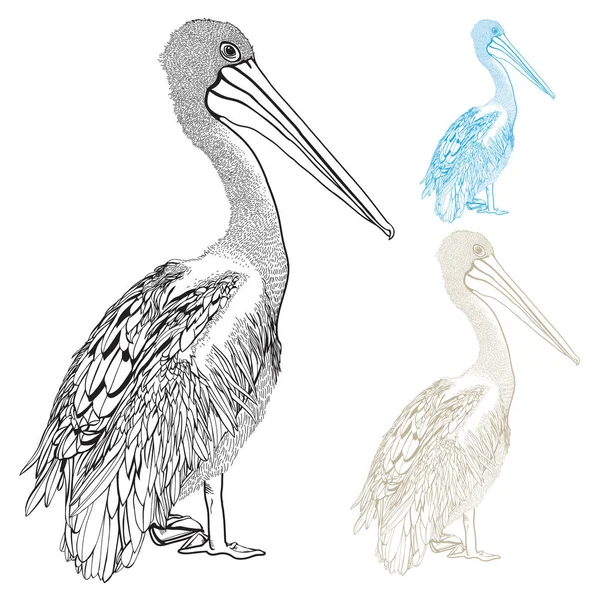 Pelikan, ręcznie rysowane wektor zestaw — Wektor stockowy