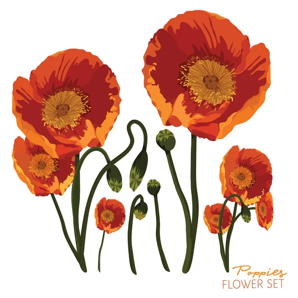 Orange Poppies Terang - Stok Vektor