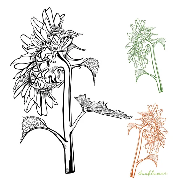 Skizzierter Sonnenblumenvektorsatz — Stockvektor