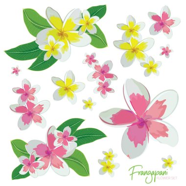 Frangapani Clipart vektör toplama