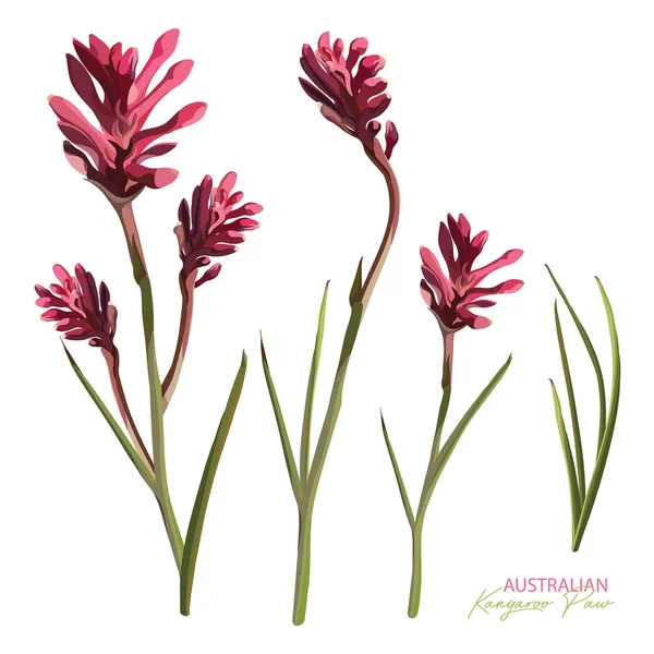 Roze bloei Kangaroo Paw realistische Vector set — Stockvector