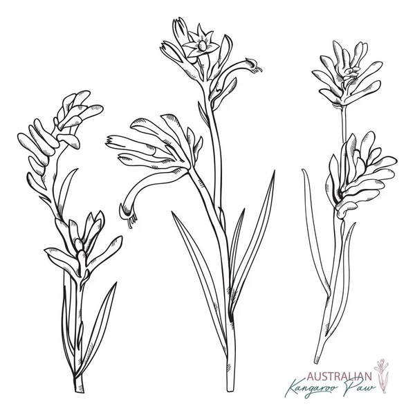 Flor Nativa Australiana Desenhada Mão Pata Canguru Isolada Fundo Branco Ilustrações De Bancos De Imagens Sem Royalties