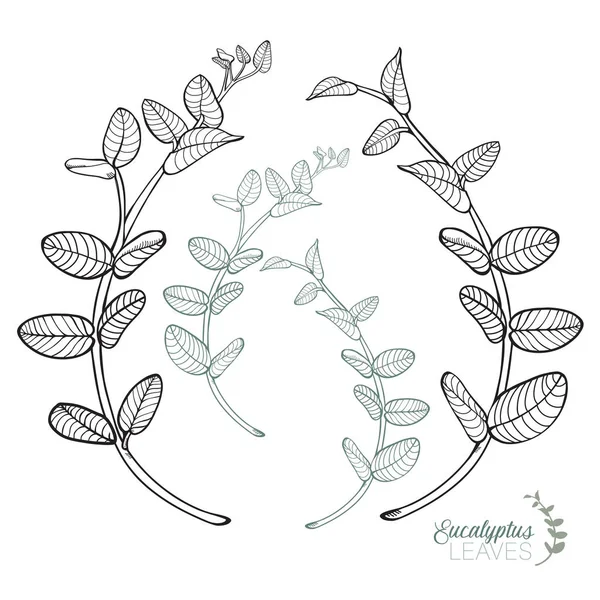 Okaliptüs çizilmiş çelenk koymak bırakır