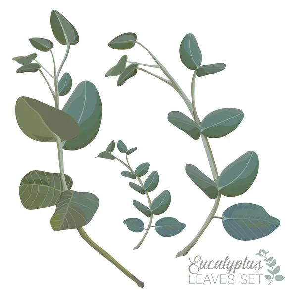 Eukalyptusblätter gesetzt — Stockvektor
