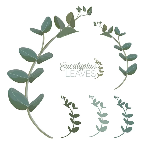 Gerçekçi okaliptüs yaprakları vektör Set