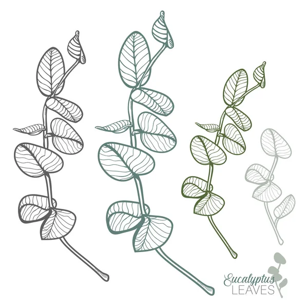 Sketched Eucalyptus Leaves Vector Set — Stock Vector