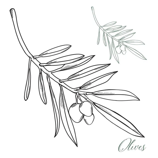 Zeytin çizilmiş ve dalları vektör 
