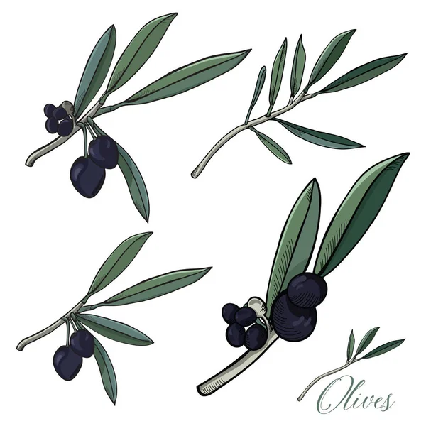 Načrtnuté sada olivy rostliny vektoru — Stockový vektor