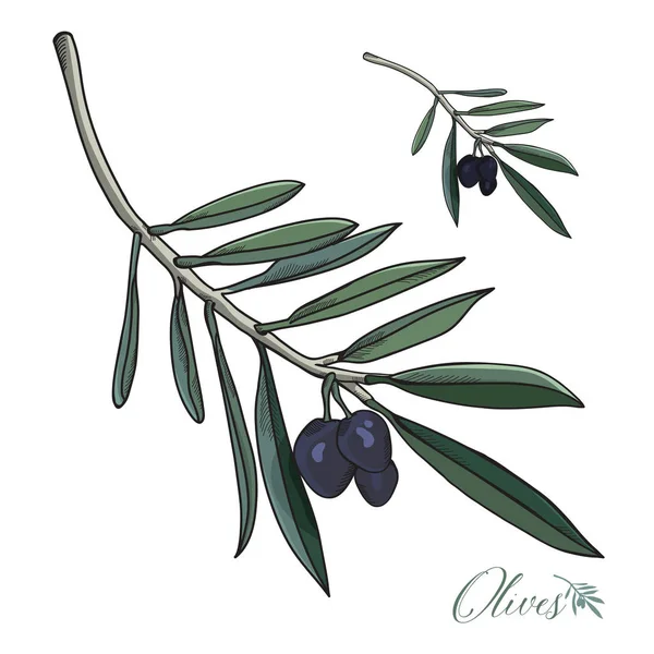 Gerçekçi zeytin yaprakları ve dalları vektör