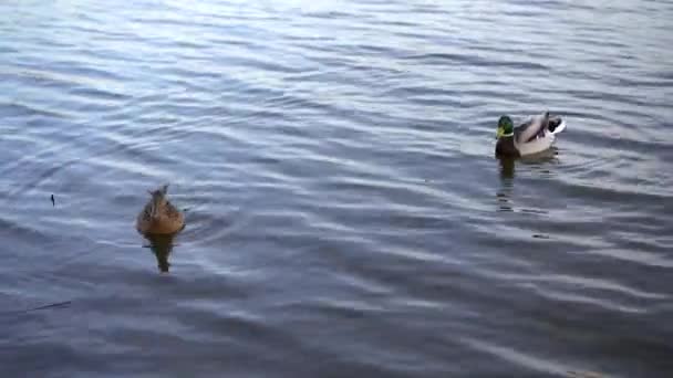 Dois Patos Macho Uma Fêmea Nadam Rio Início Primavera Perto — Vídeo de Stock