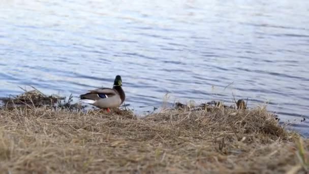 两只鸭子 雄鸭站在河岸上 把目光移开 雌鸭在河岸附近的河里游泳 然后向相反方向游去 — 图库视频影像