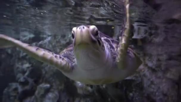Large Sea Turtle Swimming Water Underwater Shooting Aquarium Close — Stock Video
