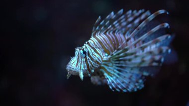 Aslan Balığı-Zebra (Pterois volitans), siyah arka planda, yakın planda, suyun altında yüzer.