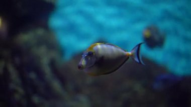 Mercan resifinden (balık cerrahı) gelen balıklar suyun altında yüzer.