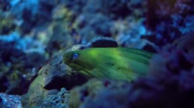 Yeşil Moray yılan balığı mağaradan dışarı bakar ve ağzını açar ve kapatır, suyun altında ateş eder, güneşin ışınları suyun altında kırılır.