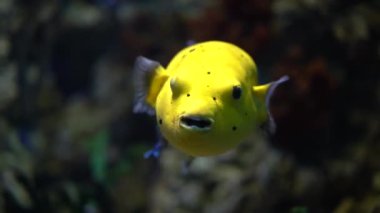 Büyük sarı balık (Arothron nigropunctatus), suda yüzen mercan resifleri, akvaryum, yakın çekim