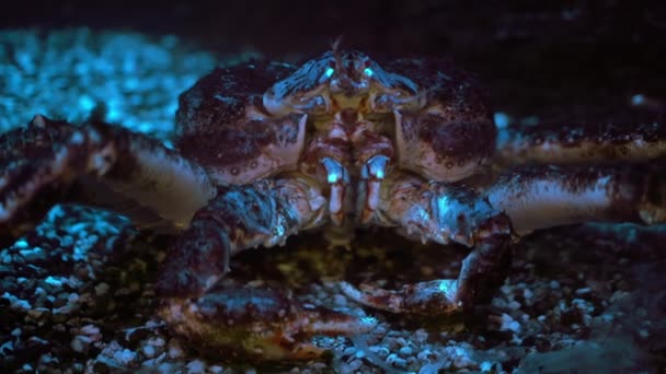 Kamchatka crab sits on the bottom of the sea or aquarium and moves its pincers, close-up, underwater shooting — Stock Footage Kamchatka Crab Sits Bottom Sea Aquarium Moves Its Pincers Close Video Clip