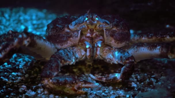 カムチャッカカニは海や水族館の底に座って そのピンカー クローズアップ 水中撮影を移動します — ストック動画