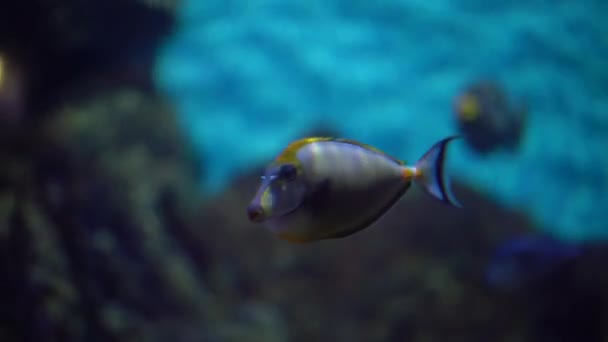 Poissons provenant d'un récif corallien (chirurgien des poissons) nage sous l'eau 