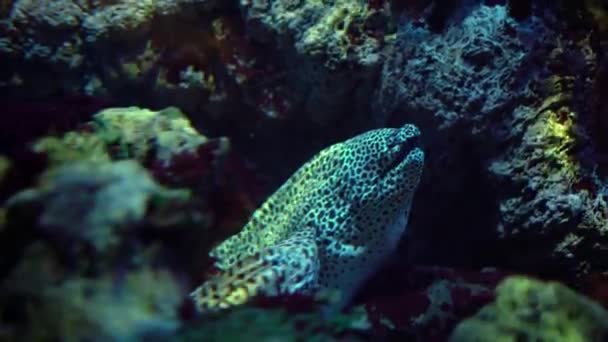 Leopardo Moray Anguila Asoma Fuera Cueva Abre Boca Disparos Bajo — Vídeos de Stock
