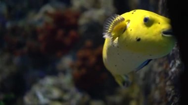Büyük sarı balık (Arothron nigropunctatus) ve küçük balık temizleyicisi Wrasse suyun altında yüzer, temiz balık sarı balığın etrafında yüzer ve vücudunun yüzeyini temizler.