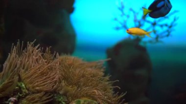Labidochromis caeruleus sarısı, küçük sarı bir balık mavi arka planda deniz şakayıklarının yanında yüzer.