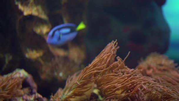 Chirurgien Bleu Poisson Nage Côté Anémones Dans Aquarium Aquarium Mer — Video