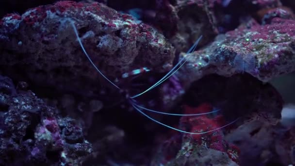 Petit Homard Caché Sous Les Rochers Voir Ses Longs Moustaches — Video