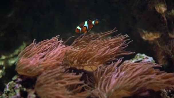 Ein Clownfisch Schwimmt Einem Großen Aquarium Neben Den Tentakeln Einer — Stockvideo