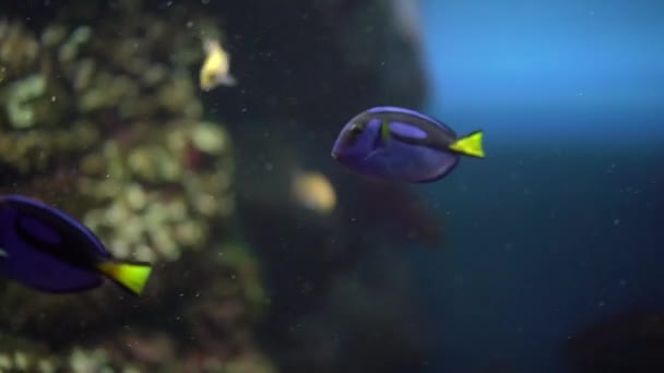 Blauwe Chirurg Vissen Zwemmen Een Aquarium Aquarium Met Andere Bewoners — Stockvideo