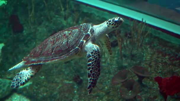 Μια Μεγάλη Θαλάσσια Χελώνα Κολυμπά Κάτω Από Νερό Πυροβολώντας Κάτω — Αρχείο Βίντεο