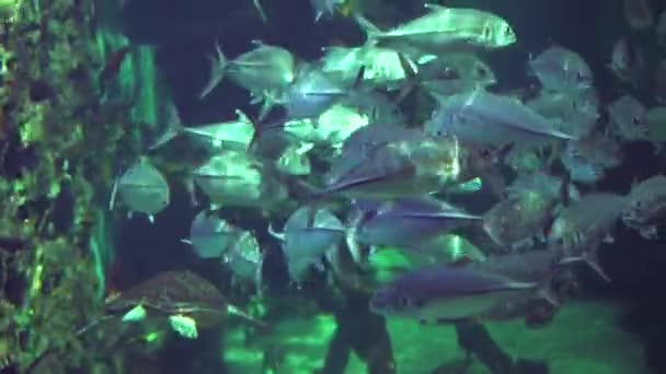 太陽の下でのマグロの水泳の浅瀬 水族館での水中撮影 — ストック動画