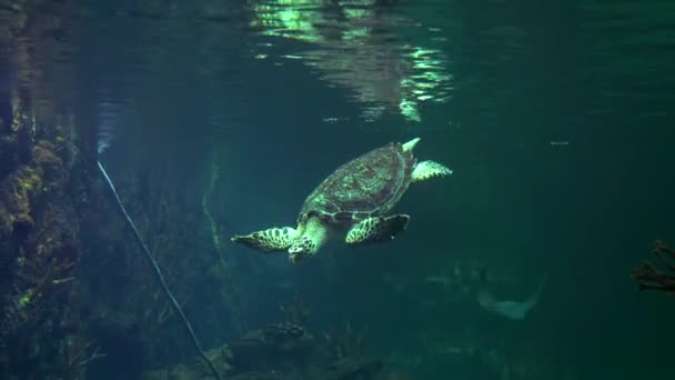 Una Gran Tortuga Marina Nada Bajo Agua Saca Agua Del — Vídeos de Stock