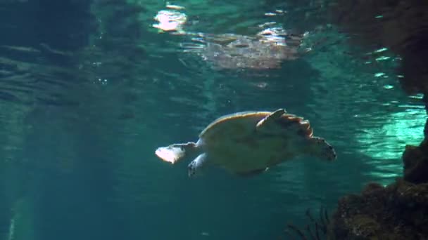 Una Gran Tortuga Marina Nada Bajo Agua Fotografía Submarina — Vídeo de stock