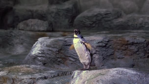 Pingüino Está Parado Sobre Una Roca Sobre Fondo Las Rocas — Vídeos de Stock