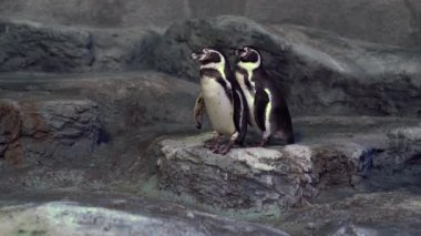 Penguenler bir kaya / kayanın kenarında durur ve etrafına bakar, sonra bir penguen ayrılır ve ikincisi onu takip etmeye başlar.