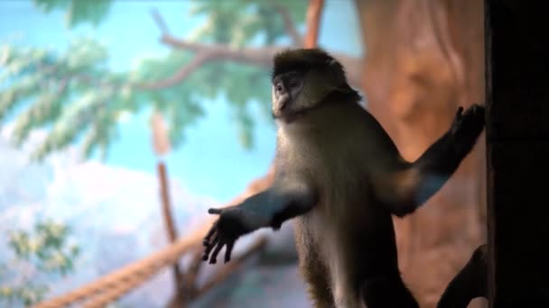 Green Monkey Stands Leaning Transparent Glass Enclosure Zoo Looks Close — Stock Video