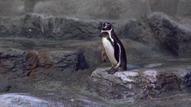 Penguen bir kaya / kayanın kenarında durur ve etrafına bakar, sonra kakasını yapar ve kuyruğunu sallar.