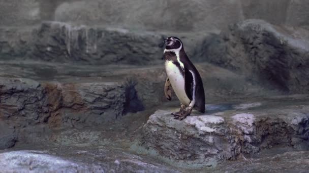 Penguin Stands Edge Rock Rock Looks Poops Shakes Its Tail — Stock Video