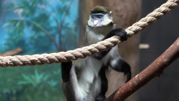 緑の猿は木の棒の上に一本足で立って ロープの上にもう一本足で 周りを見回します — ストック動画