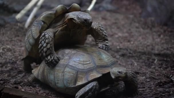 Egyik Óriásteknős Felmászik Egy Másik Óriásteknősre Teknősök Nemére — Stock videók