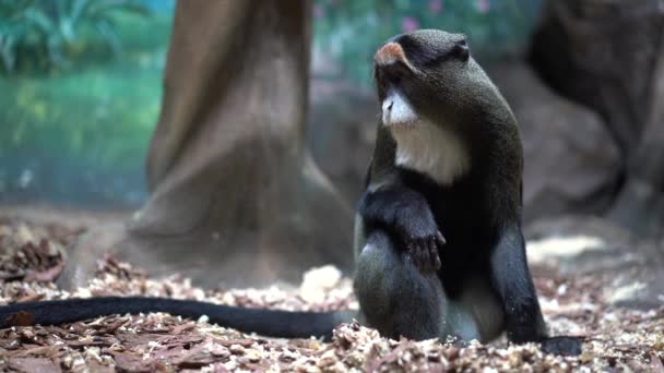 Brazza Monkey Sits Ground Looks Camera Looks Away Gets Walks — Stock Video