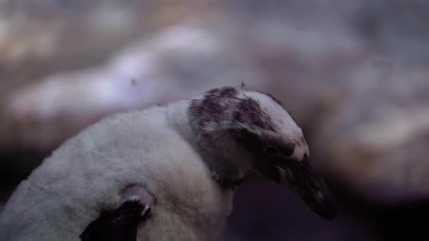 Pingüinos Proceso Muda Largo Pared Vidrio Zoológico Primer Plano — Vídeo de stock