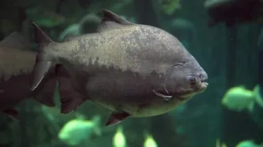 Büyük bir pirana, bulanık yeşil suyu olan bir akvaryumda yüzüyor.