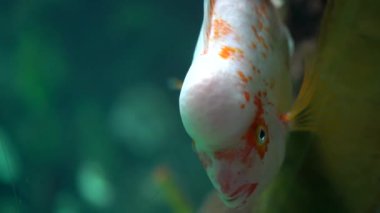 Turuncu benekli büyük beyaz bir balık büyük bir akvaryumda camın arkasında suyun altında yüzer.