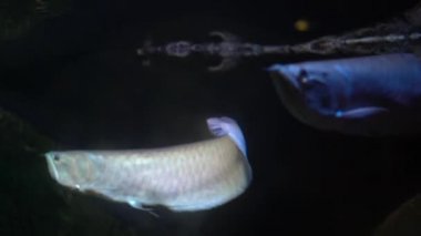 Tropikal tatlı su balığı arowana (hafif arowana) suyun altında yüzer, çok sayıda balık kameranın yanında yüzer, yakın plan