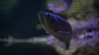 Tropikal tatlı su balığı arowana (hafif arowana) yavaşça suyun altında yüzer.