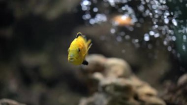 Labidochromis caeruleus sarısı, küçük sarı bir balık suyun altında ve hareket etmiyor, arka plan bulanık, yakın plan