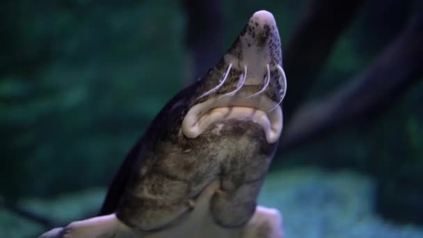 Russischer Schwarzer Stör Schwimmt Einem Großen Aquarium Mit Klarem Blauem — Stockvideo