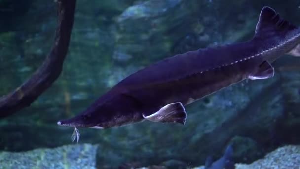 ロシアの黒チョウザメは他の魚と澄んだ青い水と大きな水族館で泳ぐ 中期計画 — ストック動画